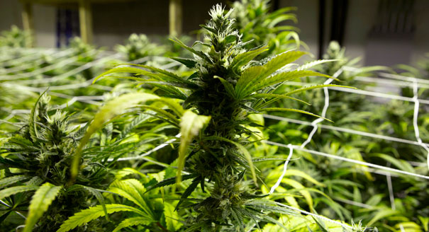 Marijuana being grown