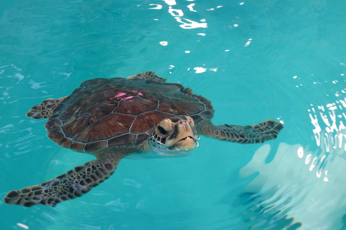 A sea turtle swims in a tank at the Sea Turtle Recovery hospital inside the Turtle Back Zoo in West Orange, N.J., Feb. 27, 2020. (AP)