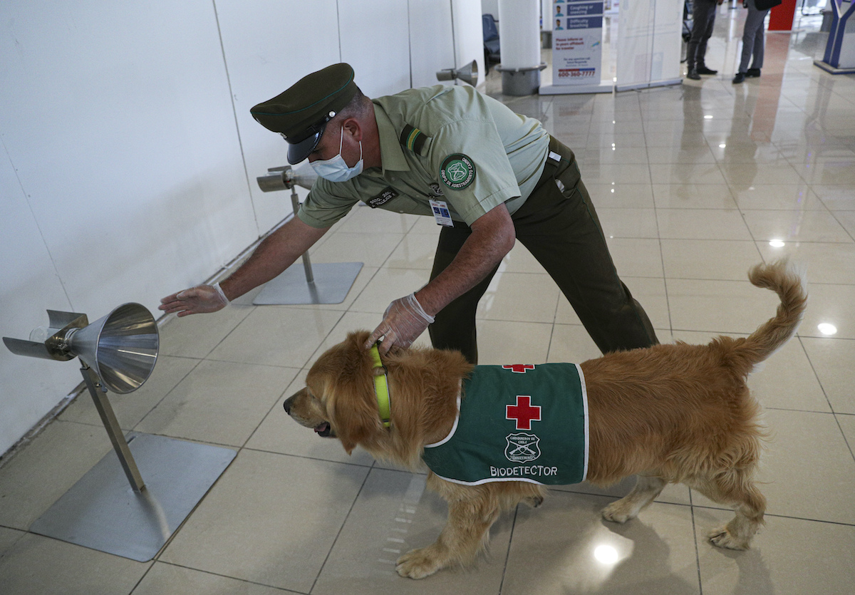 Chile COVID-19 detection dog 12212020