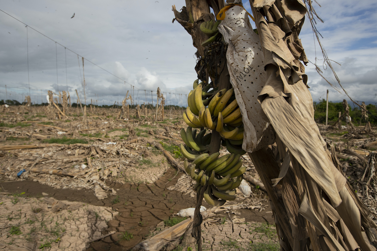 banana plantation honduras