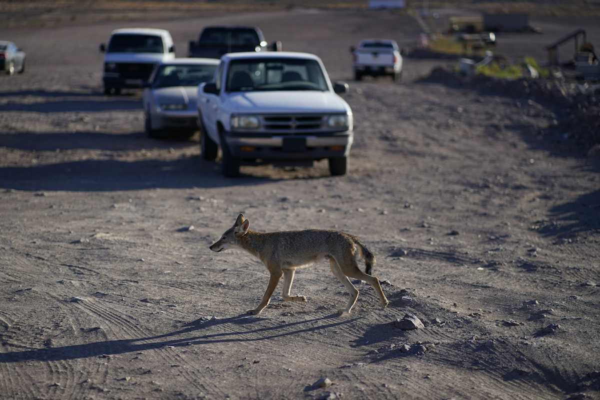 A coyote walks across dry land that was once under the water of Lake Mead July 2022
