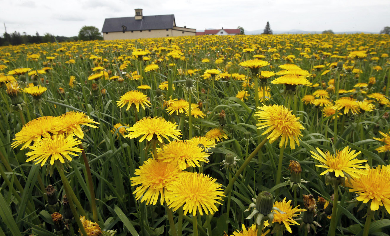 A field of dandelions bloom in a pasture. May 23, 2013 (AP)