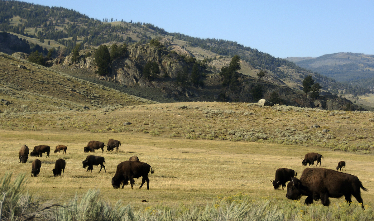 A herd of bison graze in the Lamar Valley of Yellowstone National Park in Wyoming in 2016