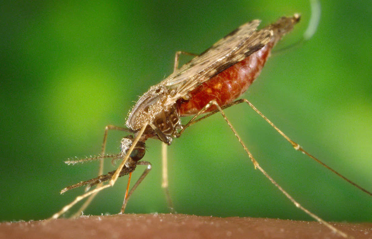 Anopheles mosquito