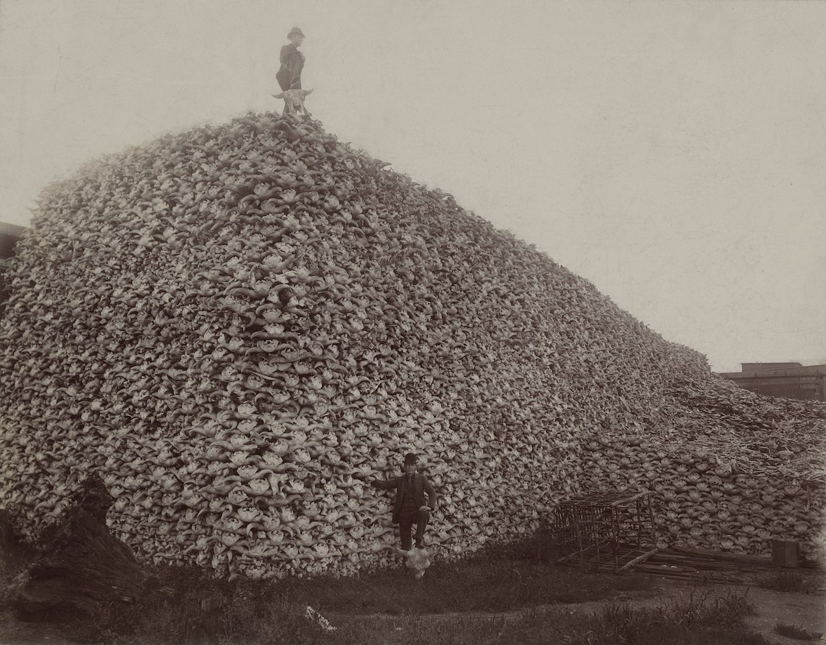 Bison skulls await industrial processing in Michigan in 1892
