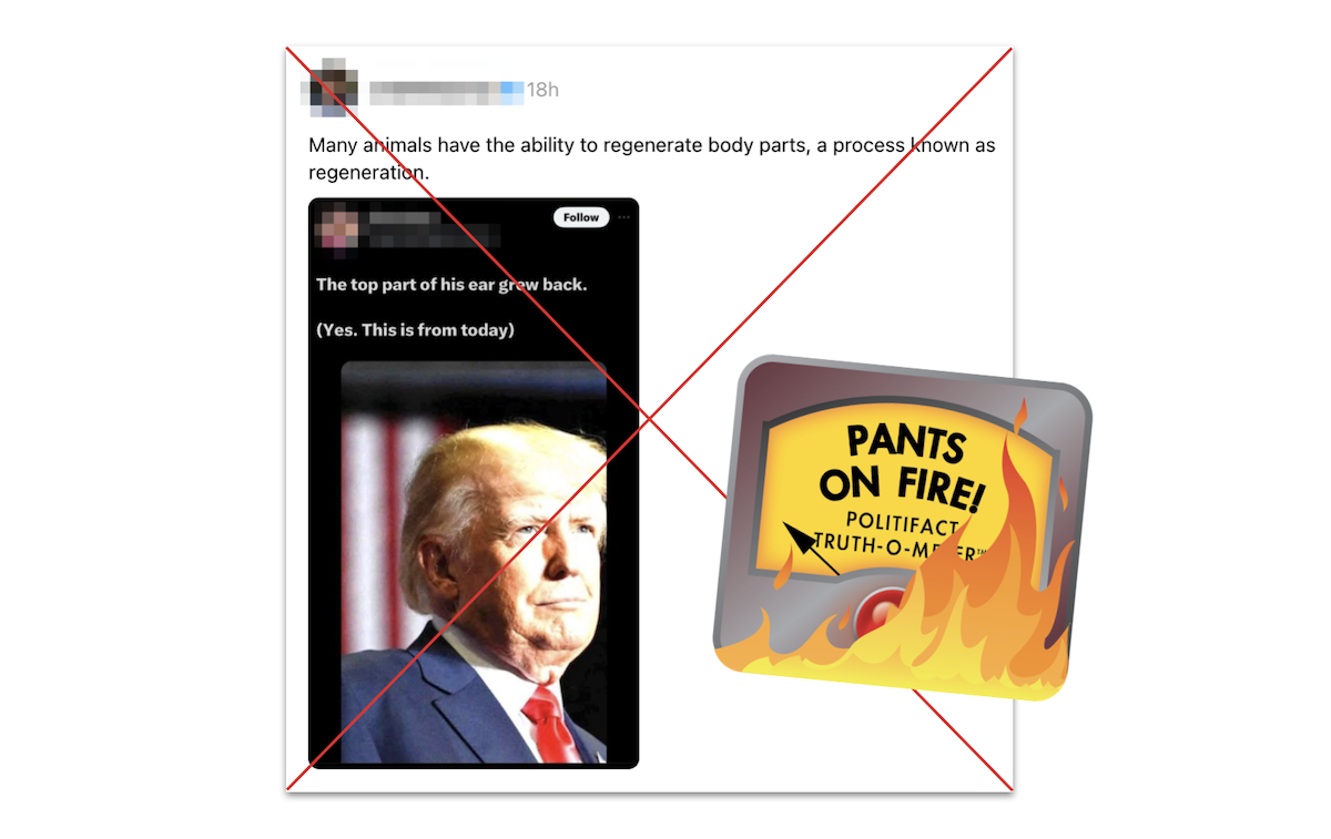 Claim that Trump's ear grew back after shooting, with POF graphic, 7-16-2024