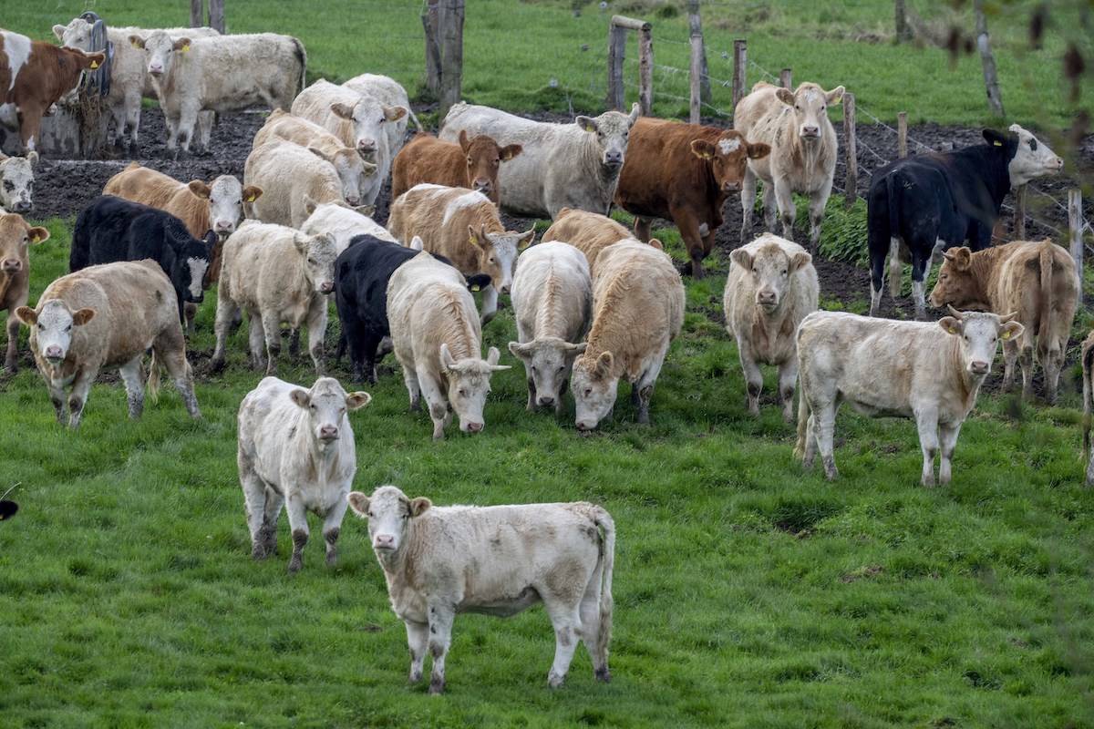 Cows farming methane emissions, 11-4-2022