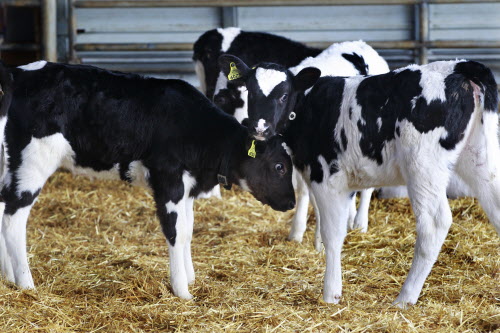 Dairy Farm Calves