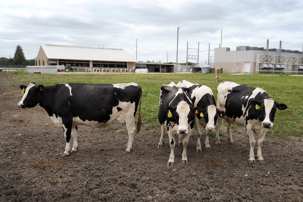 Dairy cows stand in field in Ames, Iowa, 8- 6-2024