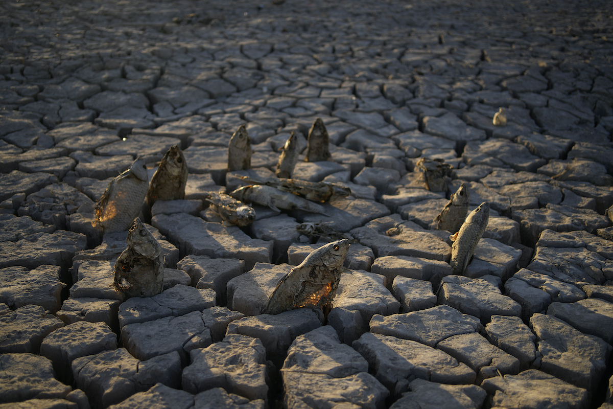 Dead fish stick out of cracked mud at the Lake Mead National Recreation Area in June 2022