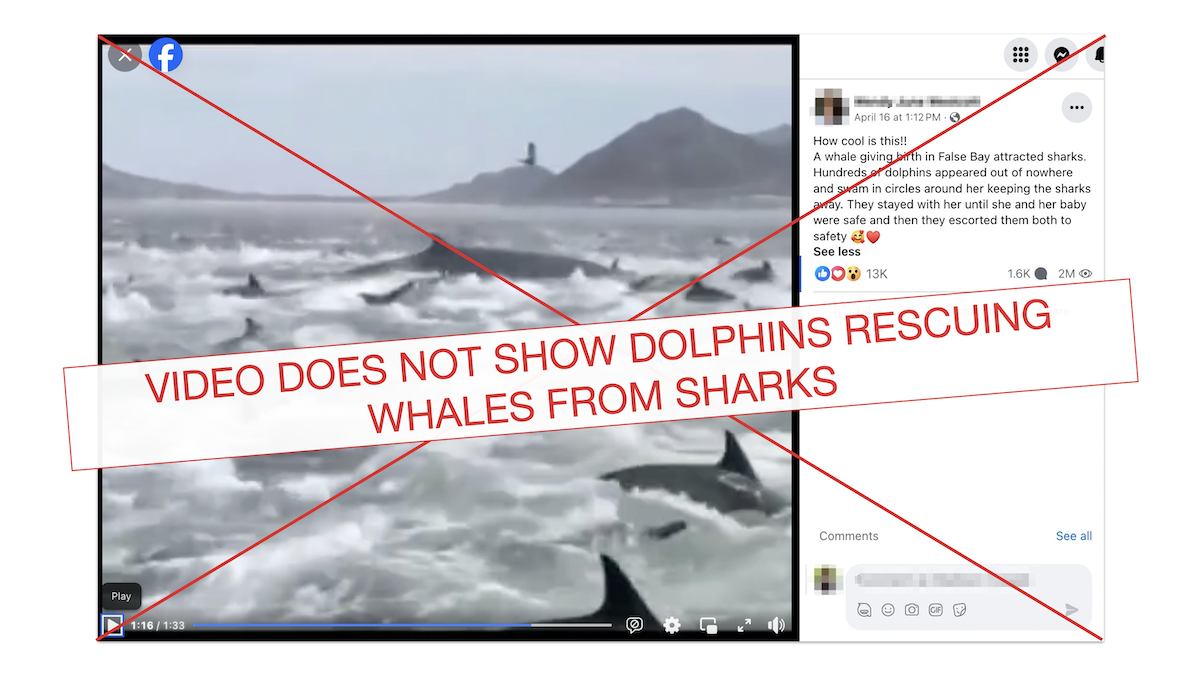 Fact-checking graphic for video showing dolphin feeding frenzy in False Bay 05-13-2024