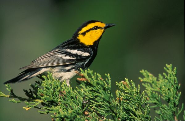 Warbler