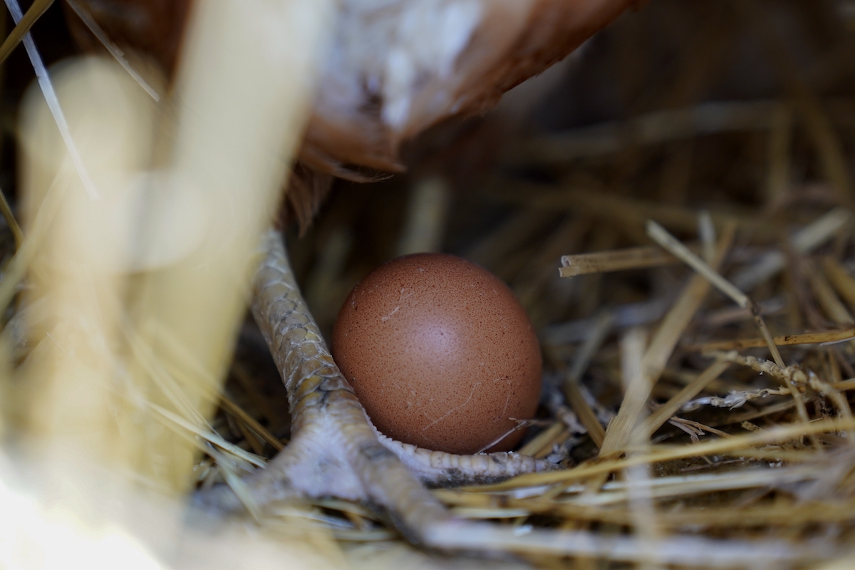 Hen stands next to egg