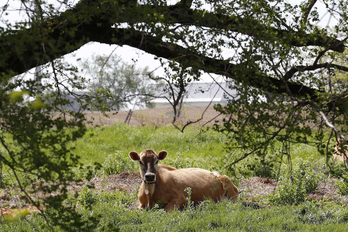 Cow for cow fart story