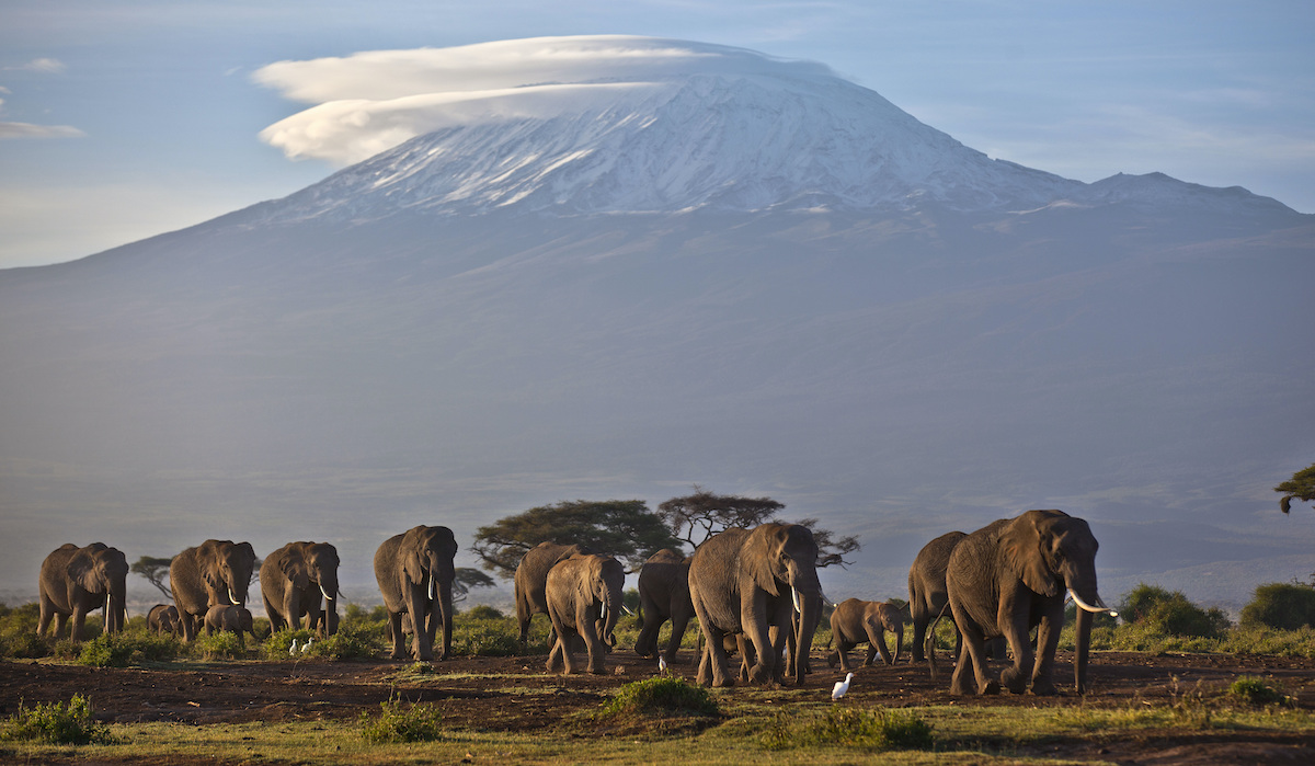 Herd of elephants walking with Kilimanjaro in background in 2012