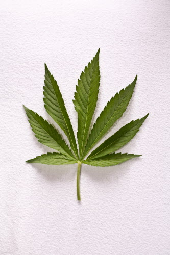 Marijuana leaf