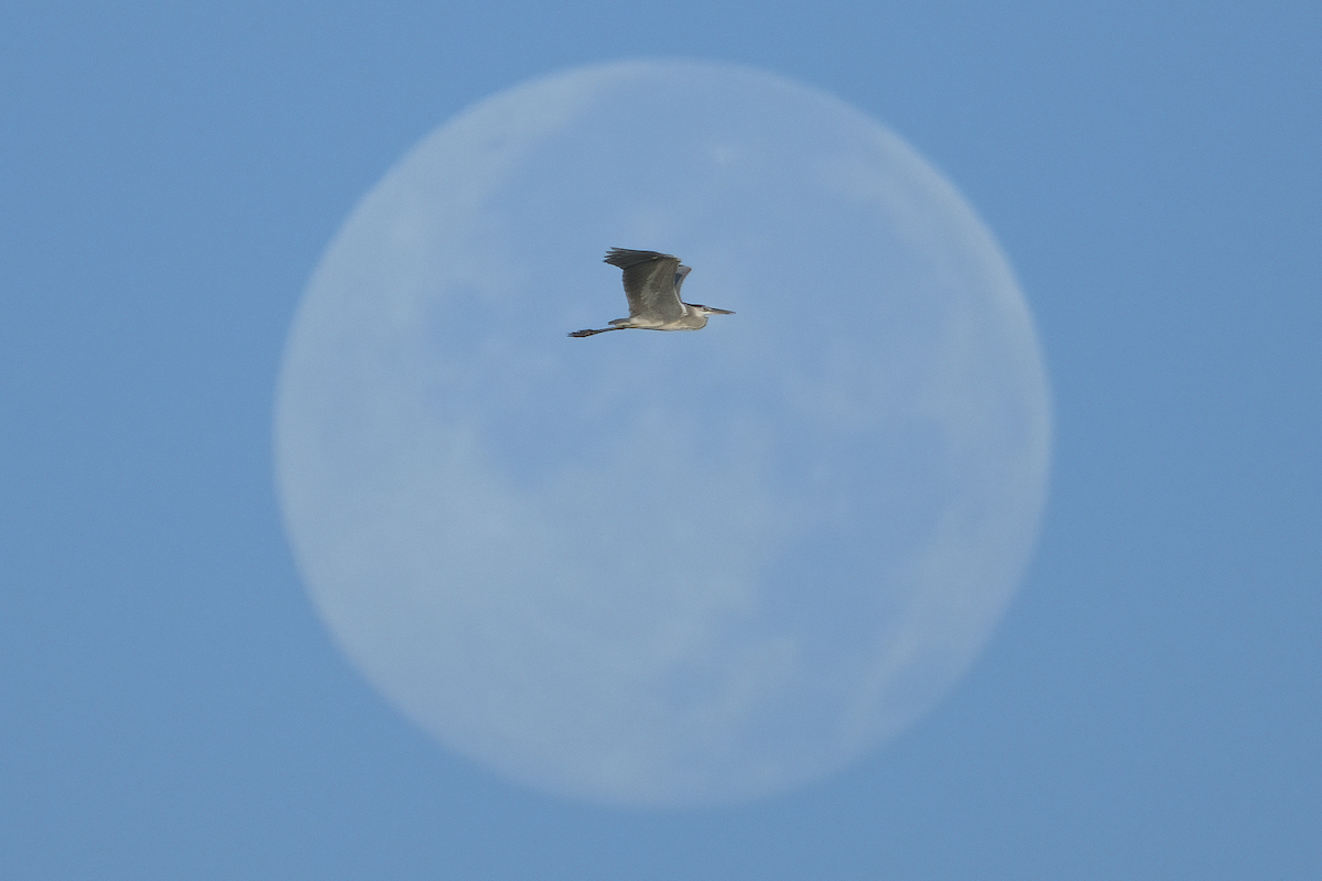 Moon with heron flying March 2022