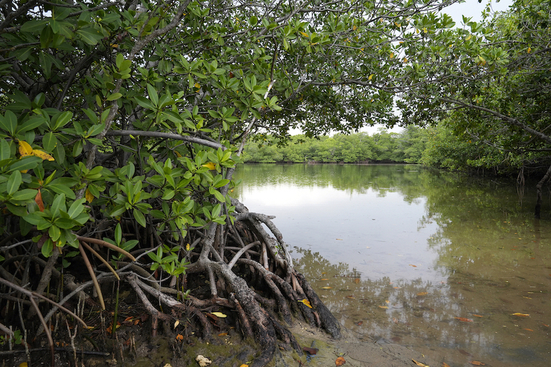 FL Oleta state park mangroves
