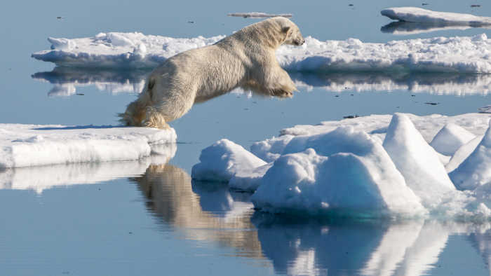 Polar bear leaping