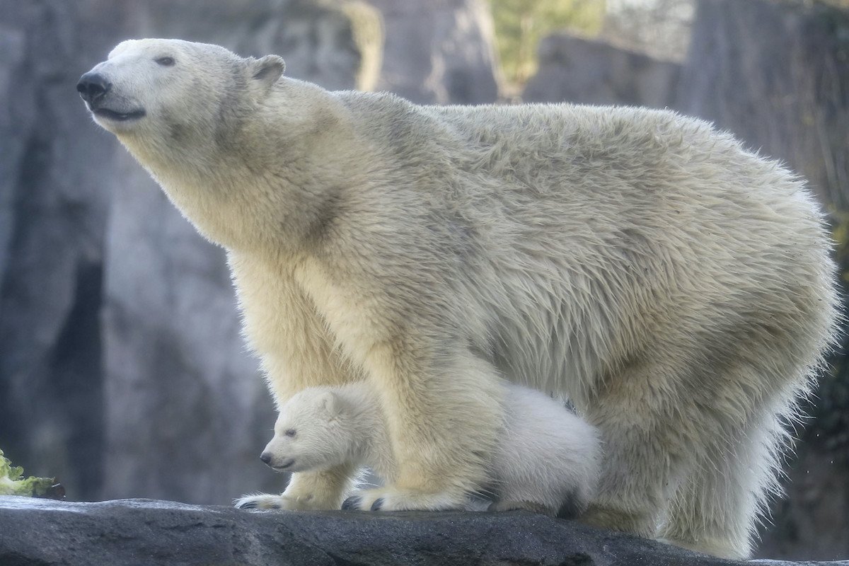 Polar bear and baby polar bear