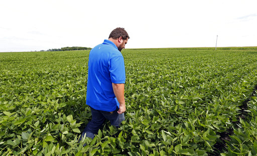 Soybean farmer in field