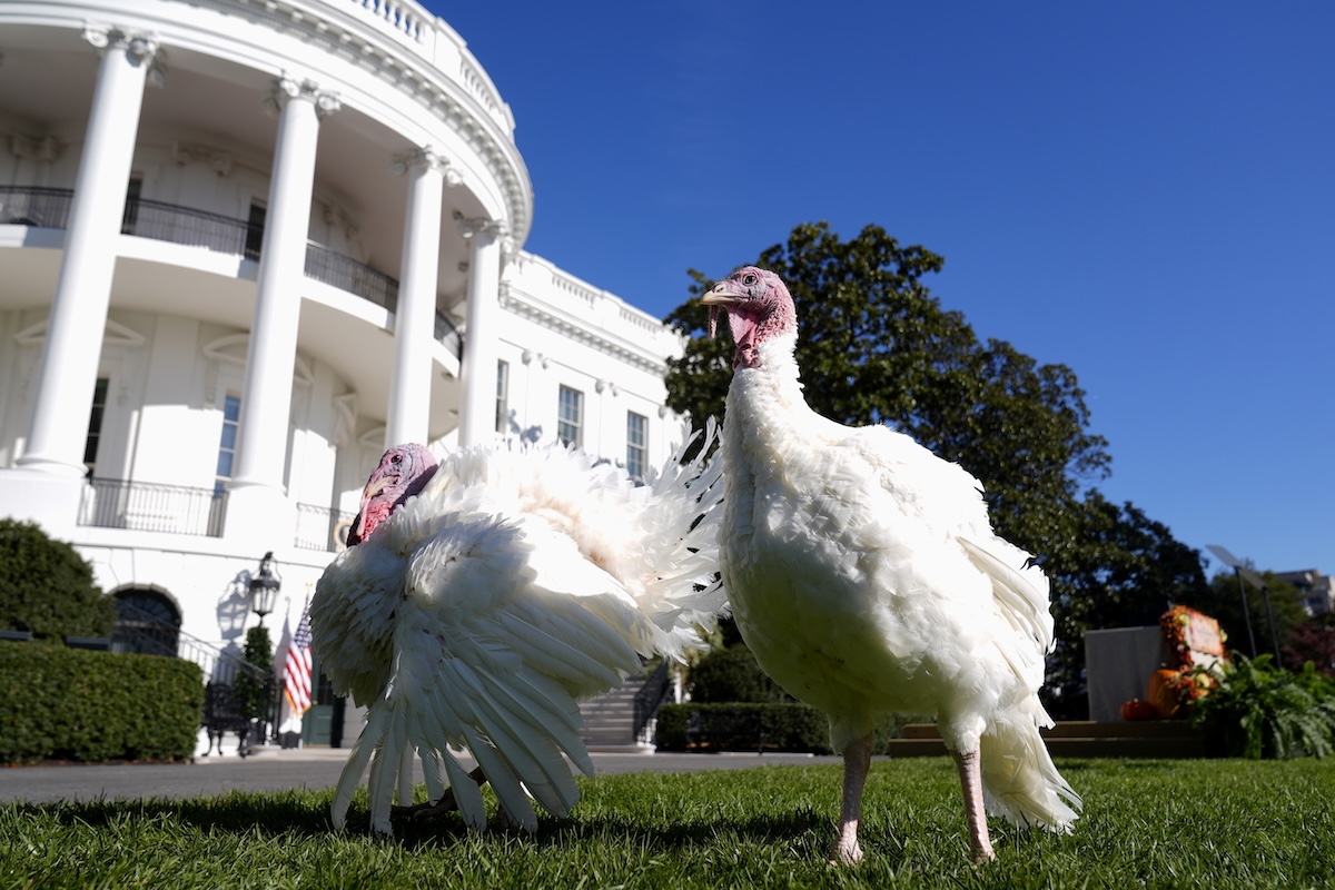 Thanksgiving turkeys Peach and Blossom stand on White House lawn, Nov. 25, 2024