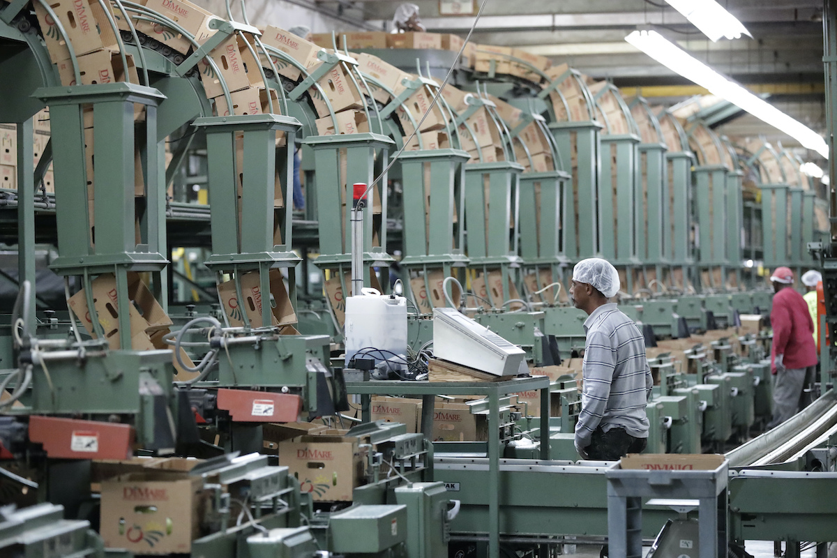 Tomato worker plant in Florida 2-5-20
