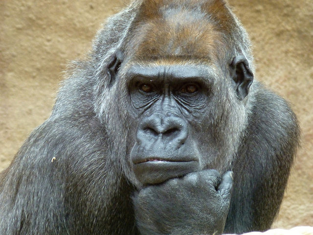 brooding gorilla