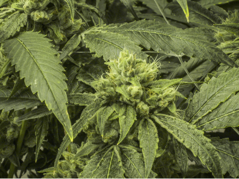 Illinois marijuana CU