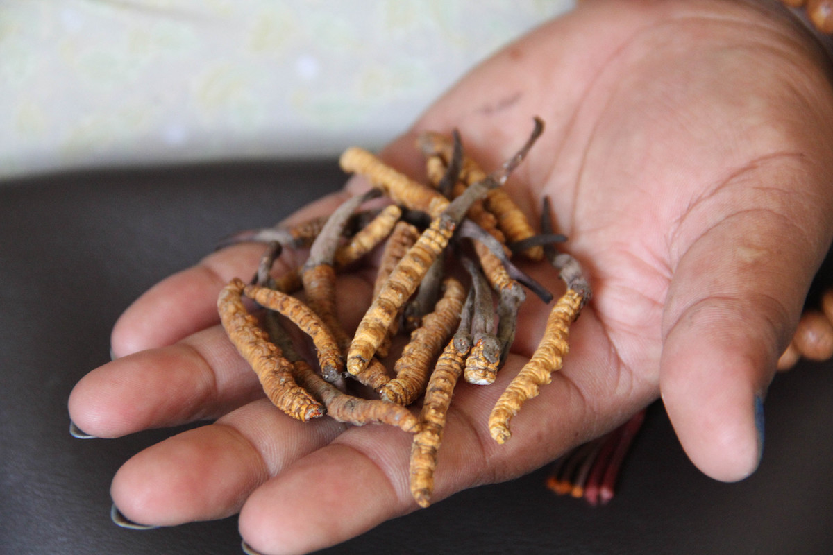 Ophiocordyceps sinensis, or the caterpillar fungus