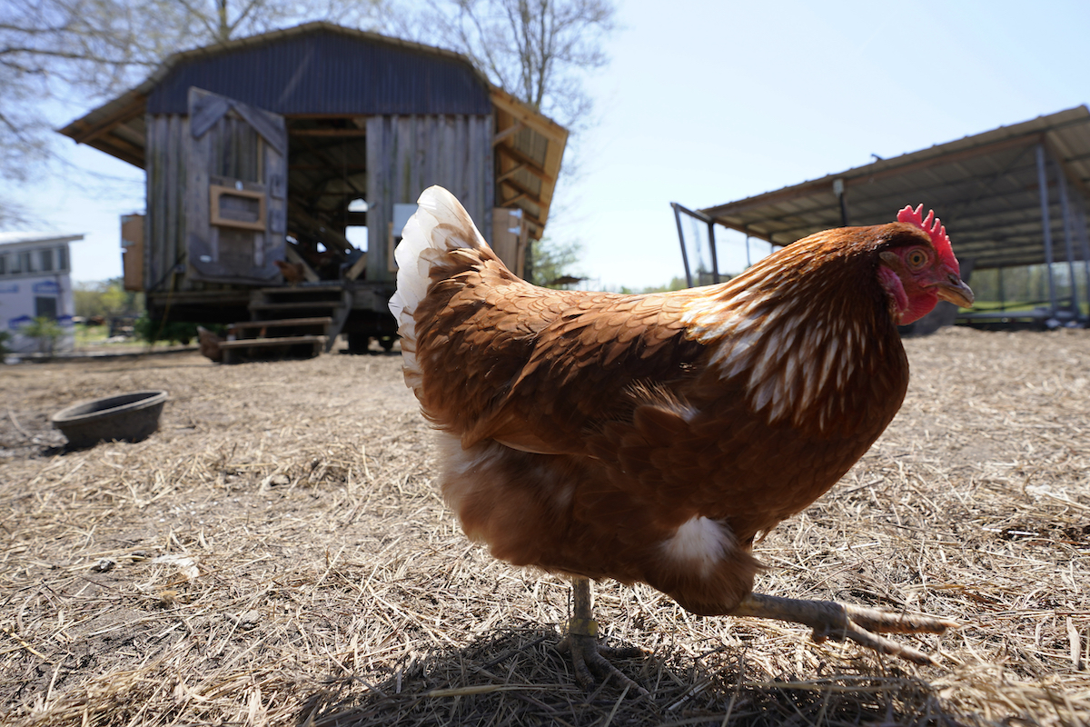 chicken outside of coop