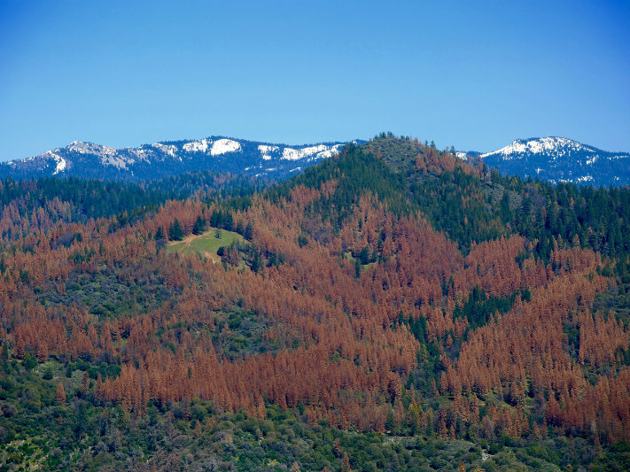 Dead Trees in California