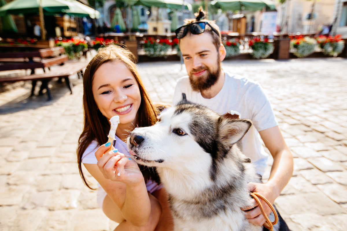 Couple feeds dog ice cream