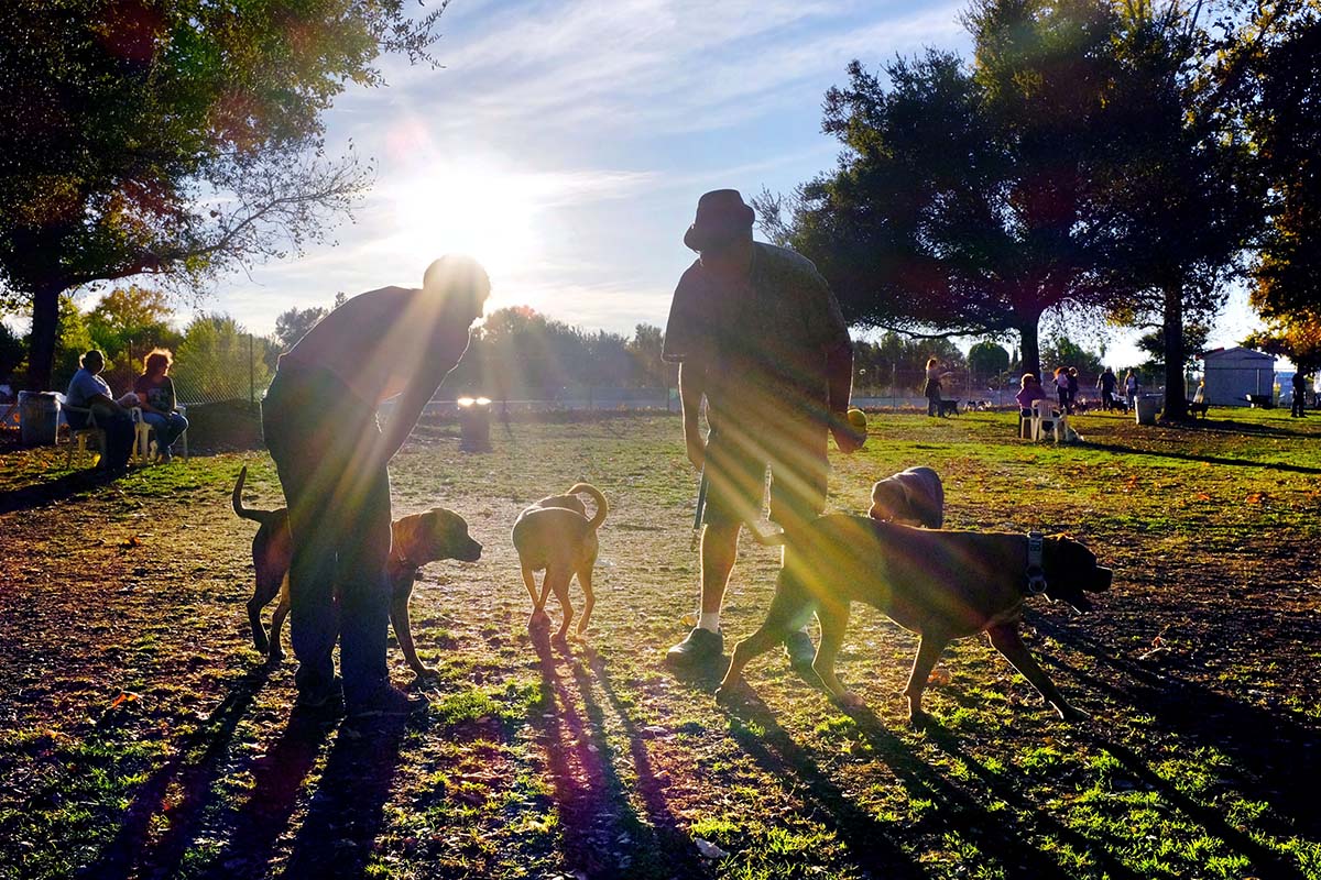 Dogs in Los Angeles, good enough true, 7-11-2017
