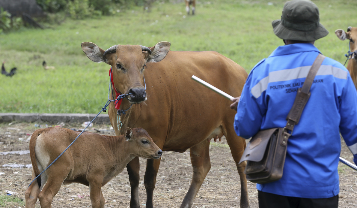Foot and mouth disease vaccine in Indonesia in 2022