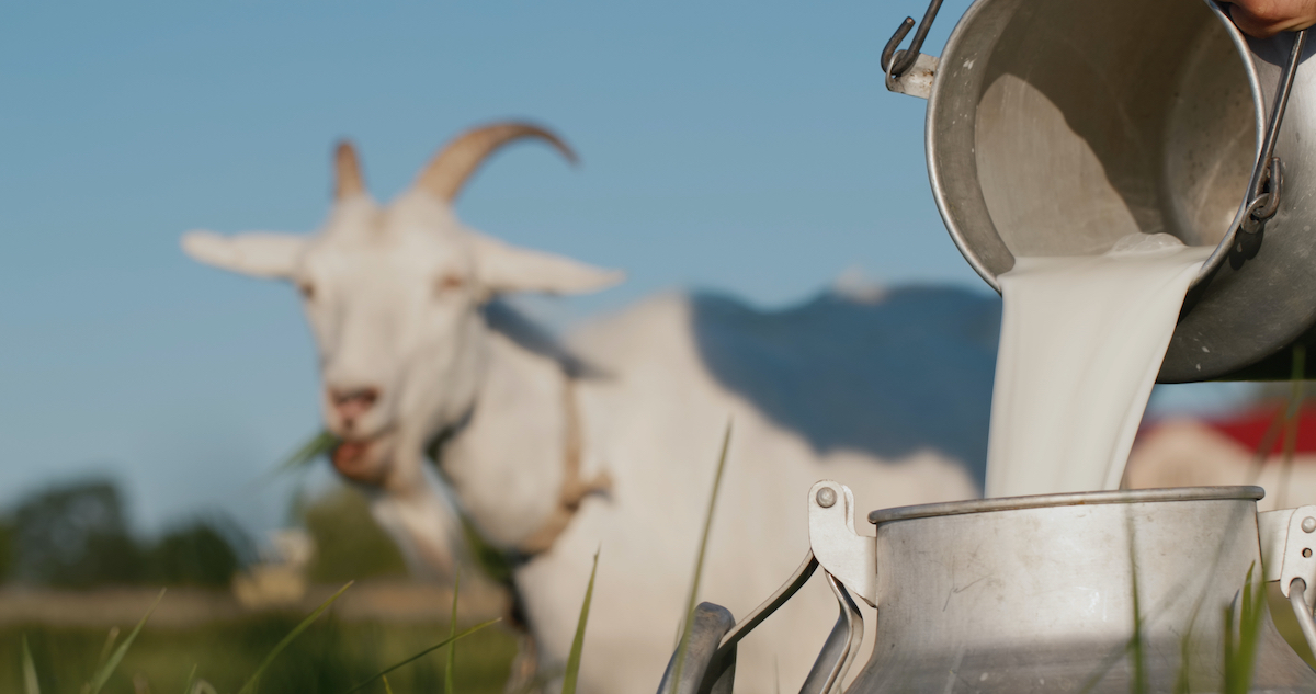 goat's milk shutterstock
