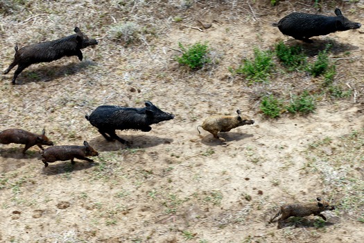Hogs being hunted in Texas