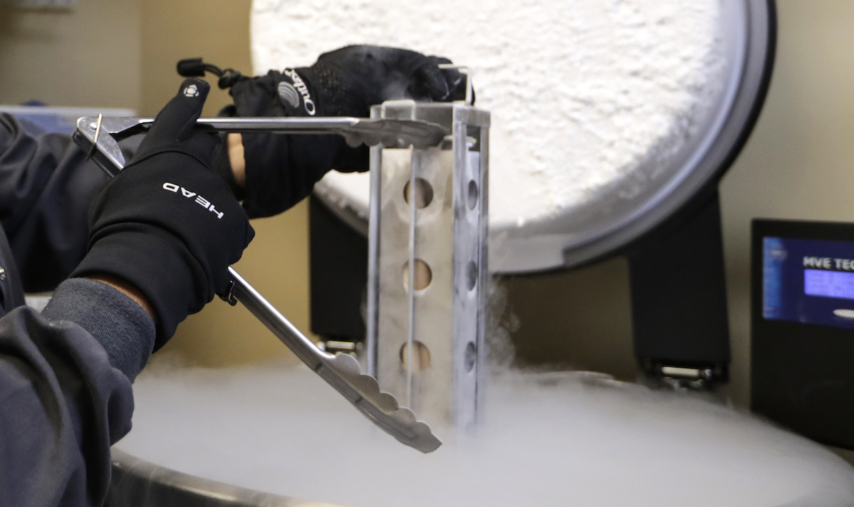 IVF embryos in Fort Myers, Fla., 2018