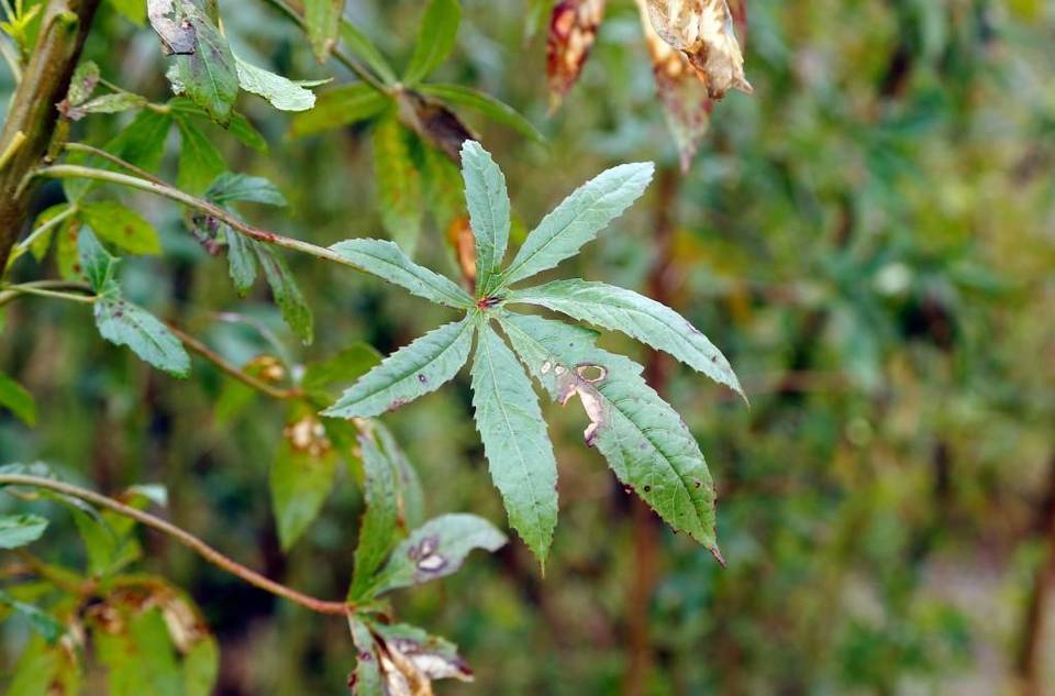 Kenaf, a plant similar to hemp