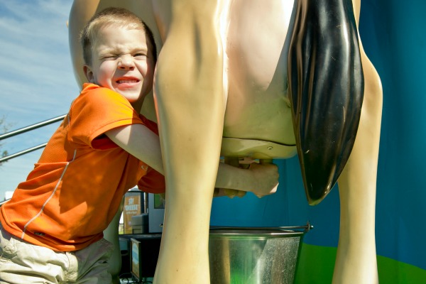 Child milking at Travis County fair 2015