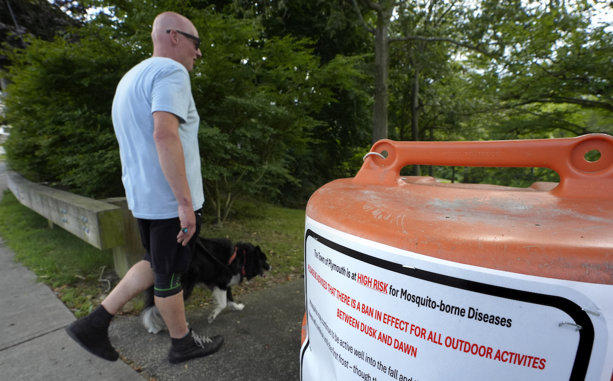 Mosquitoes in Plymouth, Mass., 8-26-2024