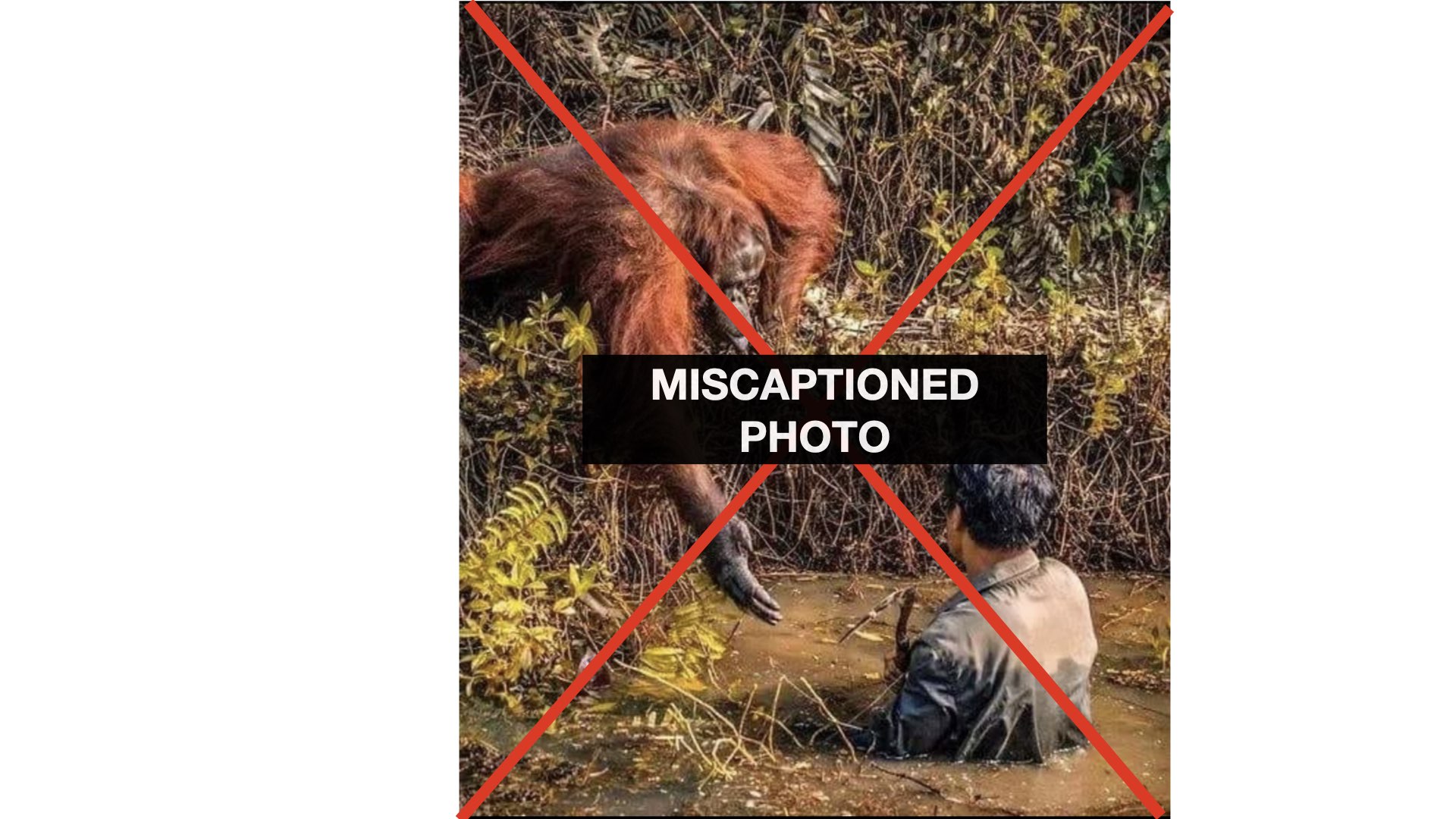 Miscaptioned photo of orangutan