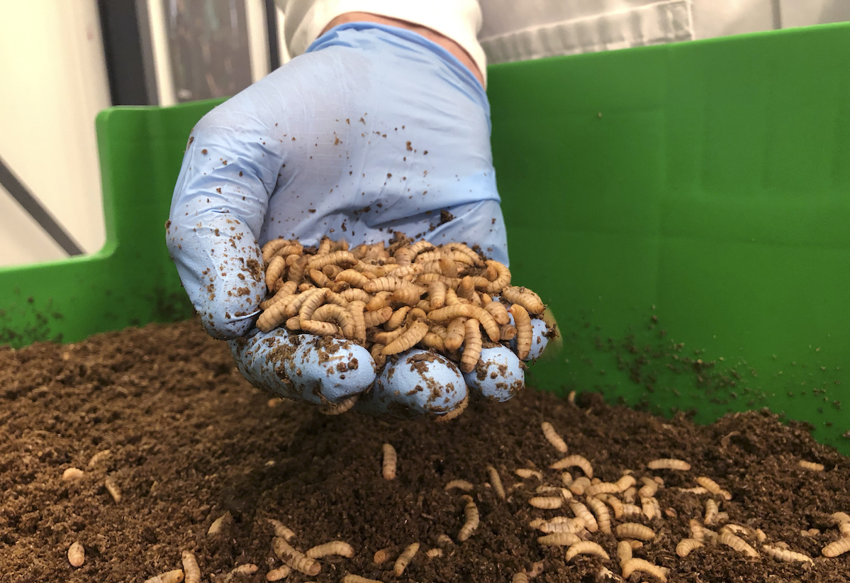 Protix black soldier fly larvae