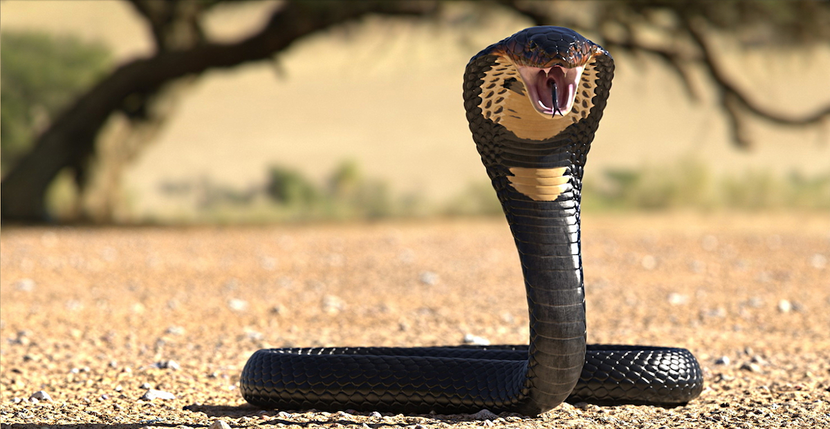 King Cobra shutterstock art