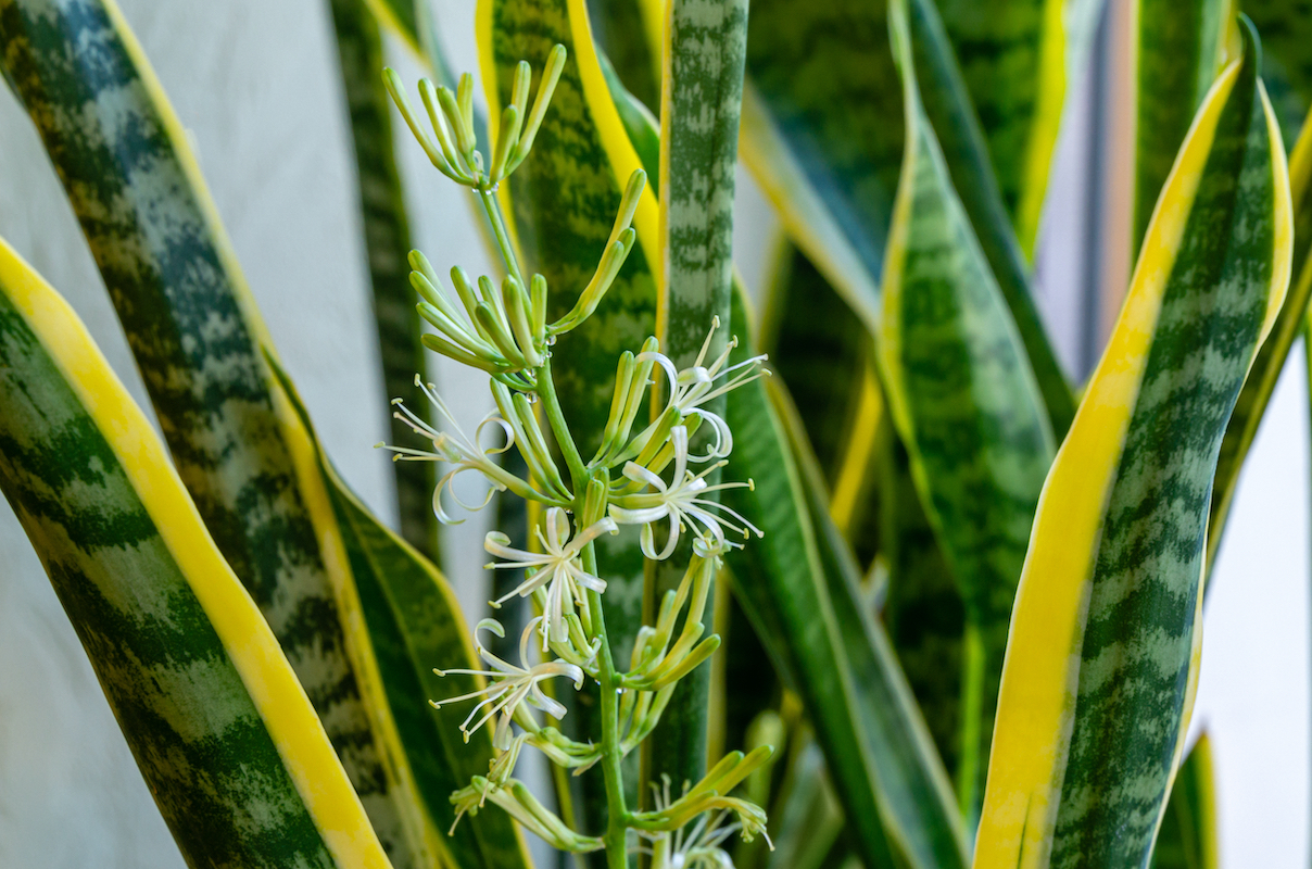 snake plant