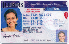 Illinois sample driver's license