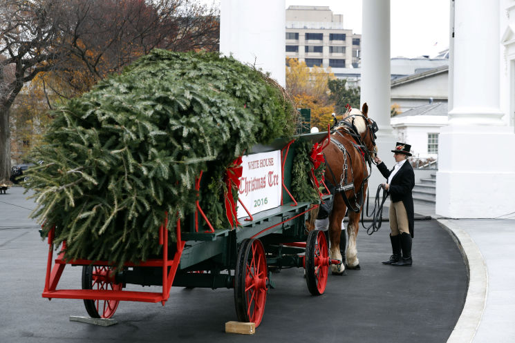 white house christmas tree