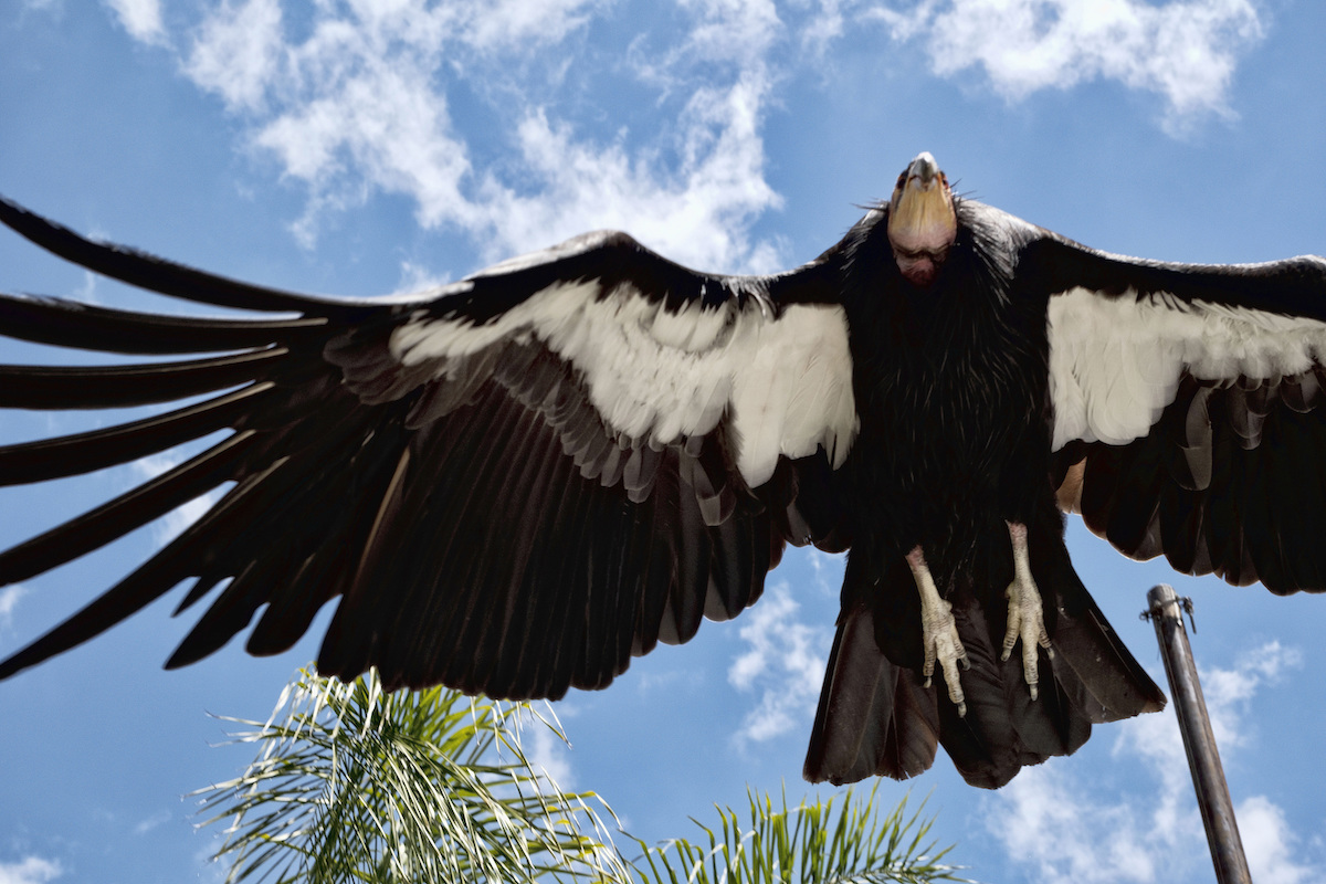 California condor LA Zoo vaccinated for bird flu 5-2-2023