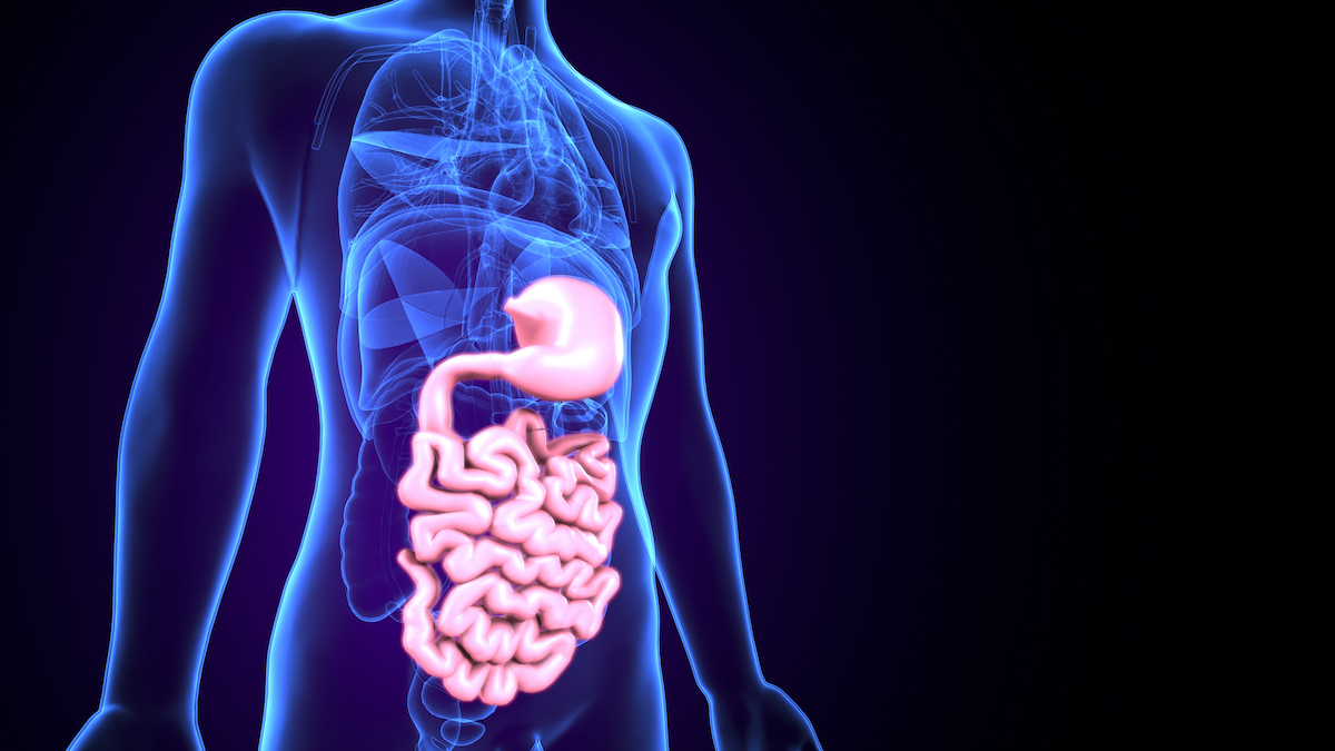 Shutterstock human digestive system