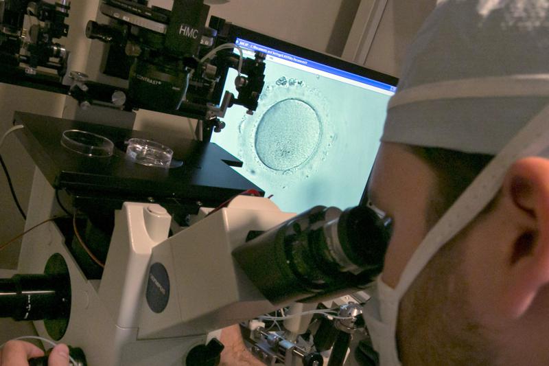 Embryologist examines embryo in New York, 10-3-2013
